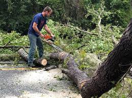 How Our Tree Care Process Works  in  Walnut, IL