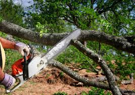 Best Tree and Shrub Care  in Walnut, IL