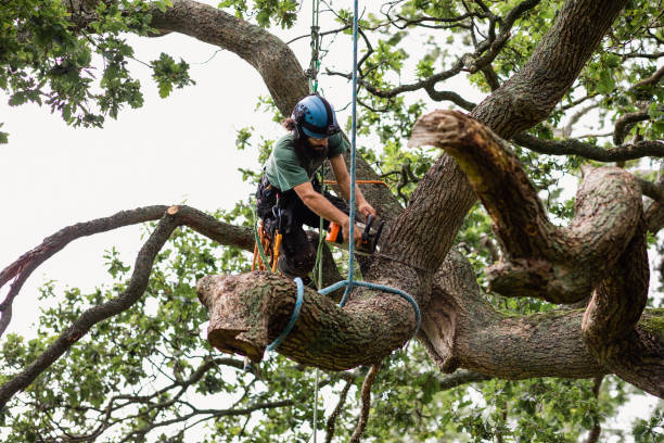 Best Arborist Consultation Services  in Walnut, IL