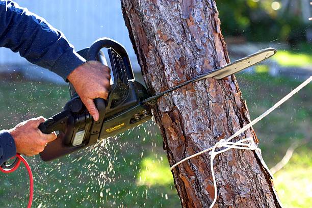 Best Leaf Removal  in Walnut, IL