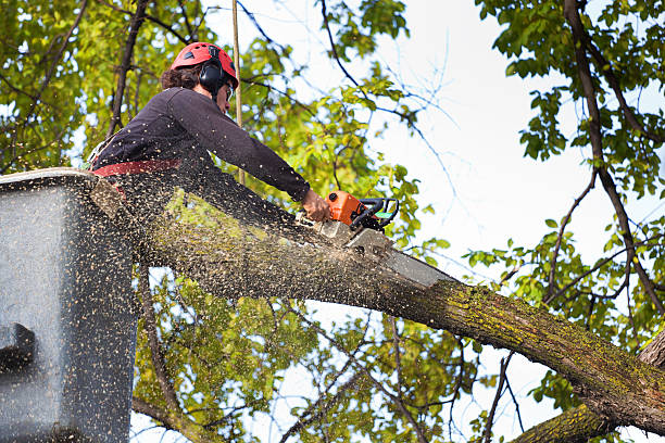 Best Tree Mulching  in Walnut, IL