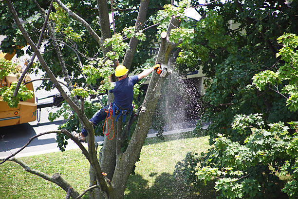 Walnut, IL Tree Services Company