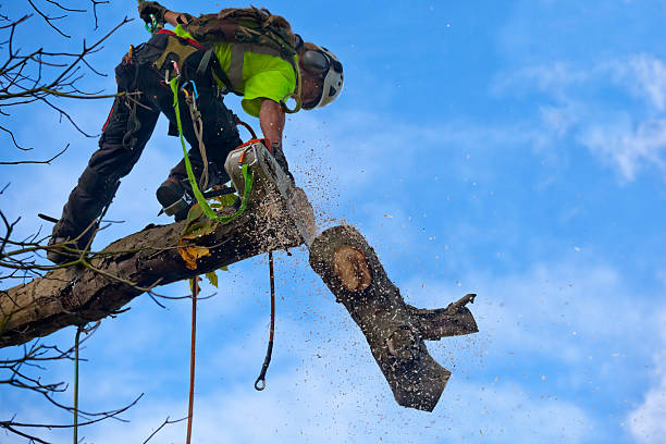 Best Tree Removal  in Walnut, IL